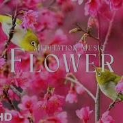 Flowers 4K Nature Relaxation Film Meditation Relaxing Music