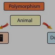 Interview Question What Is Polymorphism How To Answer