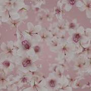 Flowers Orchid Falling Abstract Background Looped Video Ultra HD 4K