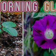 Growing Morning Glory Plant Time Lapse Seed To Flower 114 Days