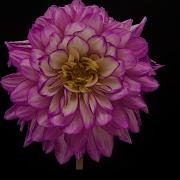 Timelapse Of A Flower Dying Flowers Dying Viralvideo Youtubeshorts Shorts