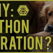 Why Python Recursion Iteration Iterable Generators Yield Comprehensions W Mnemonics
