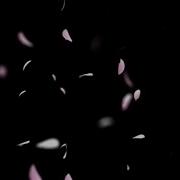 Rose Petals Falling Petals Falling Animation Video 4K Pinkcolor Petals Falling Free To Use For Edits