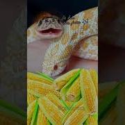 IT S CORN Reptile Snake Itscorn