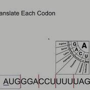 Reading A Codon Wheel