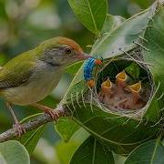 Common Tailorbird 50 Days From Nest To Independence Fragile Stitched Nest