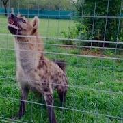 Roxy The Hyena Laugh Loudly In Front Of Her Meal
