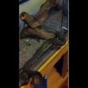 Diamond Python Shedding