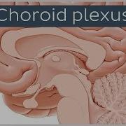 Choroid Plexus Plexus Choroideus Human Anatomy Kenhub