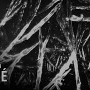 Chemical Frost And The Microscope 1930
