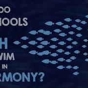 How Do Schools Of Fish Swim In Harmony Nathan S Jacobs