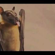 Slow Bat Loop 18
