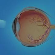 Peripheral Vision And Central Vision In The Retina