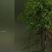 SpeedTree 10 Vines Unity