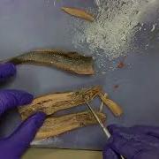 Lamprey Dissection Alexis Jordyn Scott