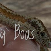 Species Spotlight Rosy Boa