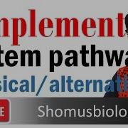 Complement System Classical And Alternative Pathway Of Complement Activation