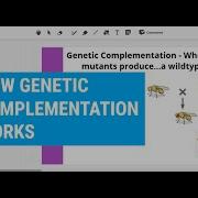 How Two Mutant Parents Produce Normal Offspring Complementation Testing Genetic Complementation
