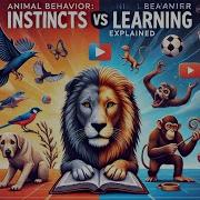 Animal Behavior Instincts Vs Learning Explained Biology Animalinstincts