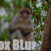 Box BLur L Davinci Resolve 19