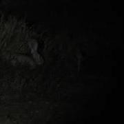 Indian Hare On A Nighttrail And Indian Nightjar Call