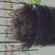 Rose Of Jericho Opening In Fast Forward