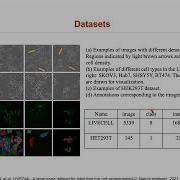 SCTS Instance Segmentation Of Single Cells Using A Transformer Based Semantic Aware Model And Spac