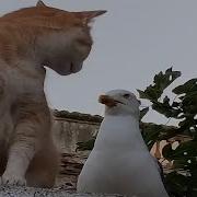 CATS Masters Of Weird And Unpredictable Antics