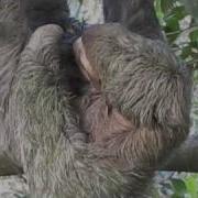 Baby Sloth Actual Live Birth At The Monkey House In Manuel Antonio Costa Rica M4v