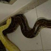 Python Molurus
