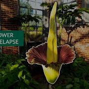 Millie Corpse Flower Bloom Timelapse 2024