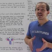 Antibodies Immunoglobulins