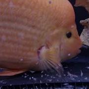 Red Devil And Blood Parrot Breeding