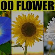 FLOWERS Of The World Names Of 100 Different Types Of Flowers