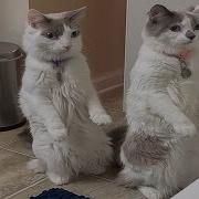 Cats Acting Weird