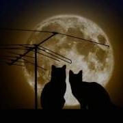 Jason Mraz Bella Luna