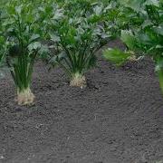 Complete Celery Growing Guide Smart Agri Hub