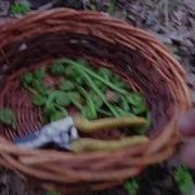 FiddleHead Ferns Are Up Harvesting Wild Edibles
