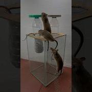 Best Homemade Mouse Trap Ideas Mouse Trap 2 Rat Rattrap Mousetrap Shorts