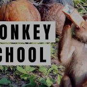 Monkey School In Thailand Smart Monkeys Picking Coconuts