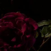 Red Rose Time Lapse When Love Dies