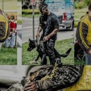 Working Dogs Bite Demonstration Mutts Cantina Ft Worth