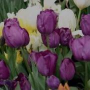 An Ode To Spring