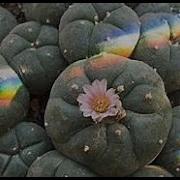 Why Is Mescaline Bad For You