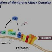 MAC Membrane Attack Complex 2016