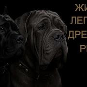 КАНЕ КОРСО и МАСТИНО История характер и легенды итальянских мастифов
