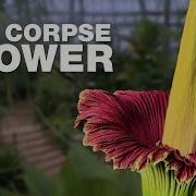 Why Corpse Flowers Smell Like Death