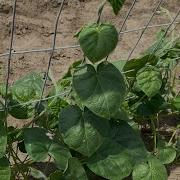 Morning Glory Weeding Timelapse