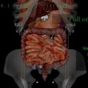 SOFA MultiCore GPU Simulation Benchmarks