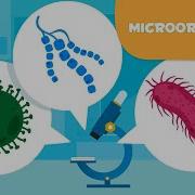 What Are Microorganisms Bacteria Viruses And Fungi